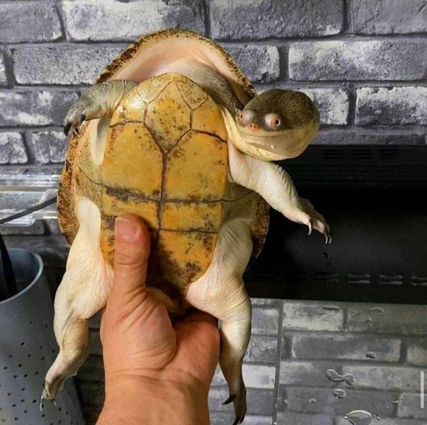 Thumbnail of p-ckeuzdct9q7-a6474605320643db 8