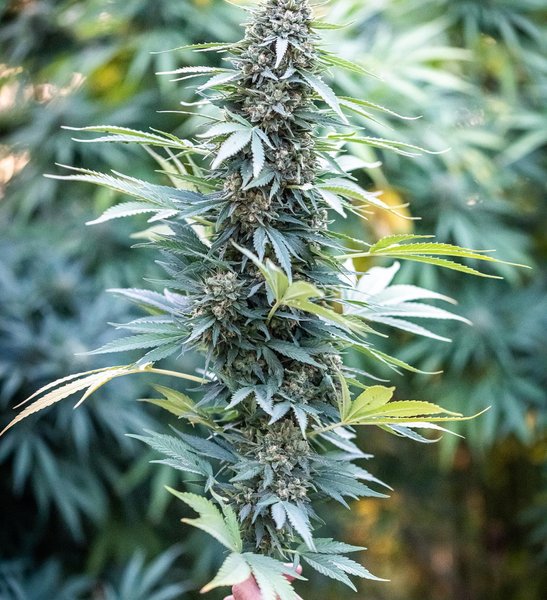 Thumbnail of p-cwgclalpja9-a67c0937951c4fd0 2