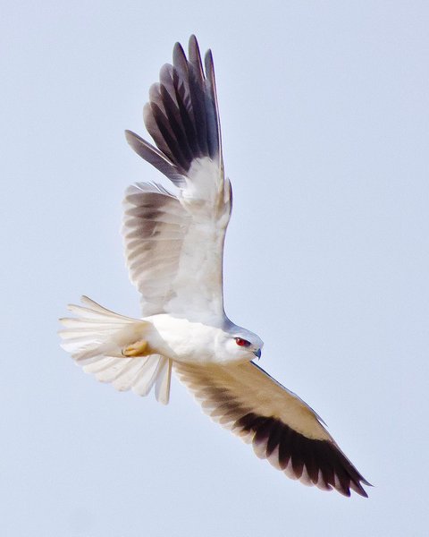 Thumbnail of bwb-g7afdkh-a6b7034738684e88 0