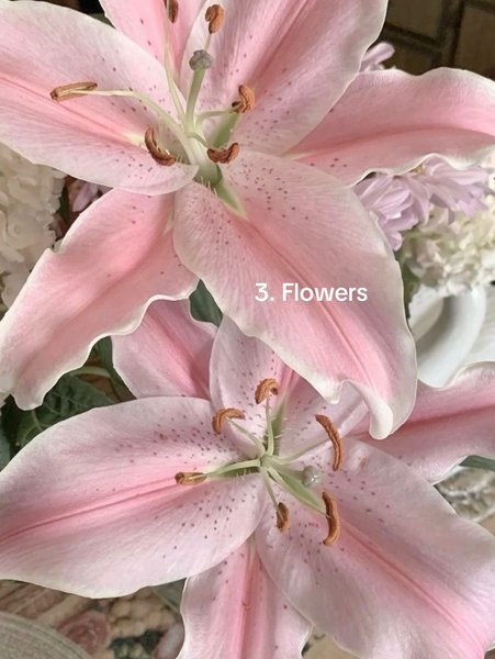 Thumbnail of p-dpjegf4aeoh-a6bbd4956dc34b9a 3