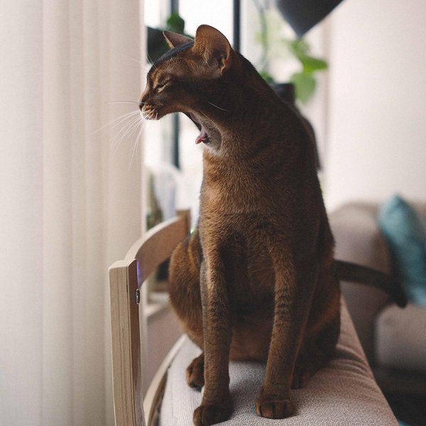 Thumbnail of p-ckhz4esl3ga-a81a665571e24d0e 0