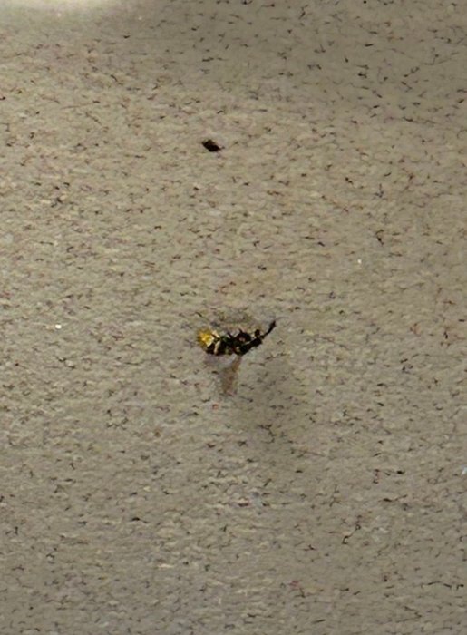 Thumbnail of www-x-com-kuberdenis-status-1928008897614225736-a887c6c287744d64