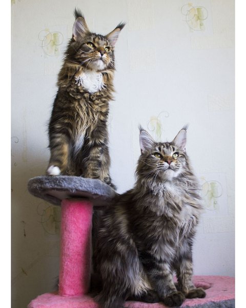 Thumbnail of bkulzvfl-ok-a8d7dc4d28ad44a2 0