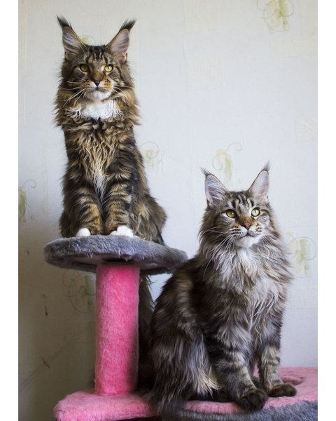 Thumbnail of bkulzvfl-ok-a8d7dc4d28ad44a2 1