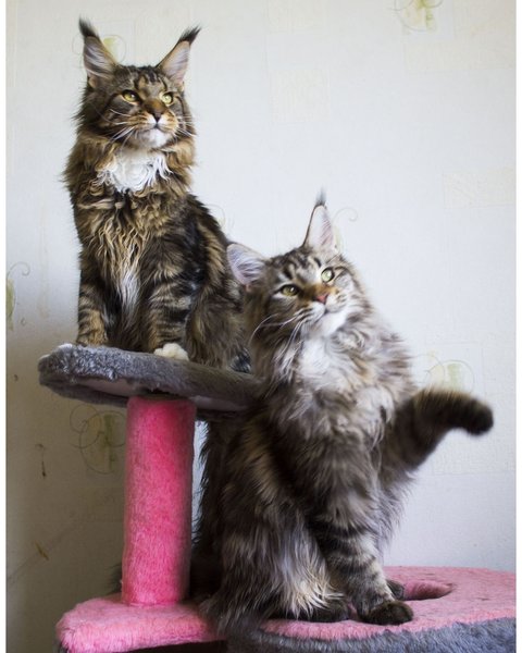 Thumbnail of bkulzvfl-ok-a8d7dc4d28ad44a2 2