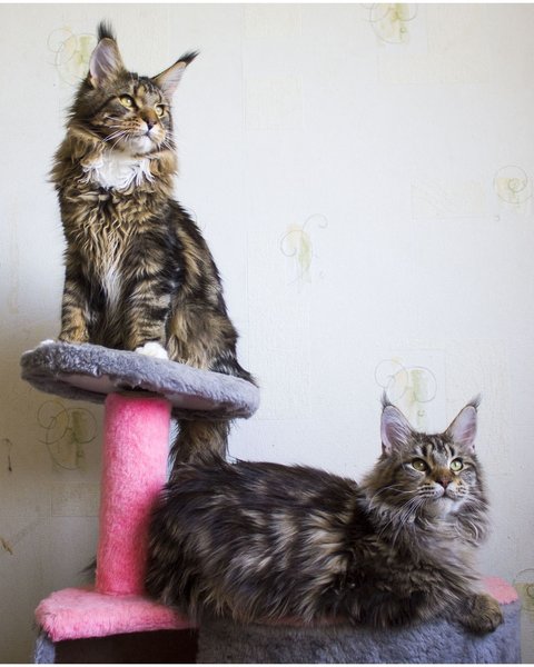 Thumbnail of bkulzvfl-ok-a8d7dc4d28ad44a2 3