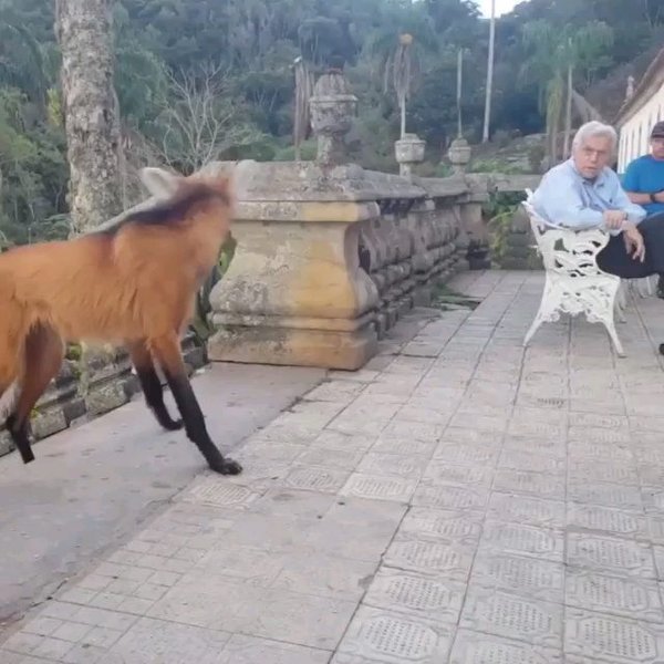 Thumbnail of p-cectobaglrs-ab7a134302544b07 1