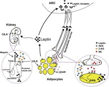 Thumbnail of www-x-com-abudbakri-status-1722975746056995217-ac18d9830e0c4f3e