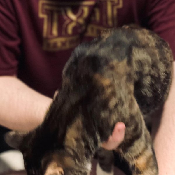 Thumbnail of p-cjrtvwlayjt-ac72ef1f073a44f8 3