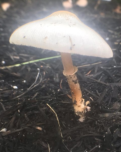 Thumbnail of p-cdescucg0p7-ace9b8b4977941d6 8