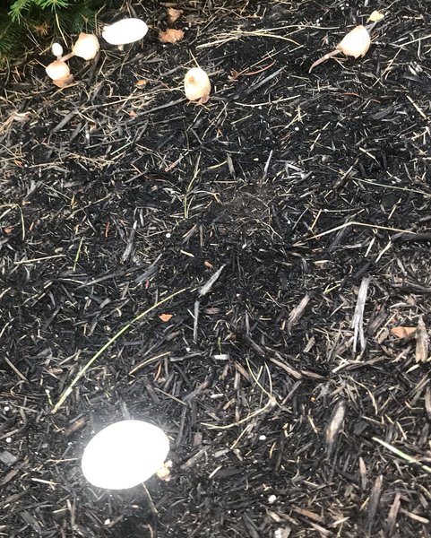 Thumbnail of p-cdescucg0p7-ace9b8b4977941d6 9