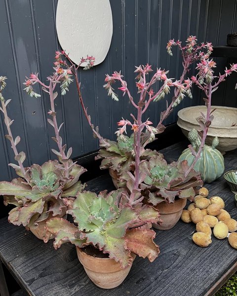 Thumbnail of instagram-ad9dfc8c12974991 3