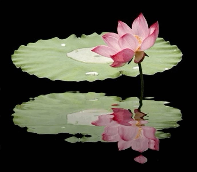 Thumbnail of iris-truong-iristrgg 2