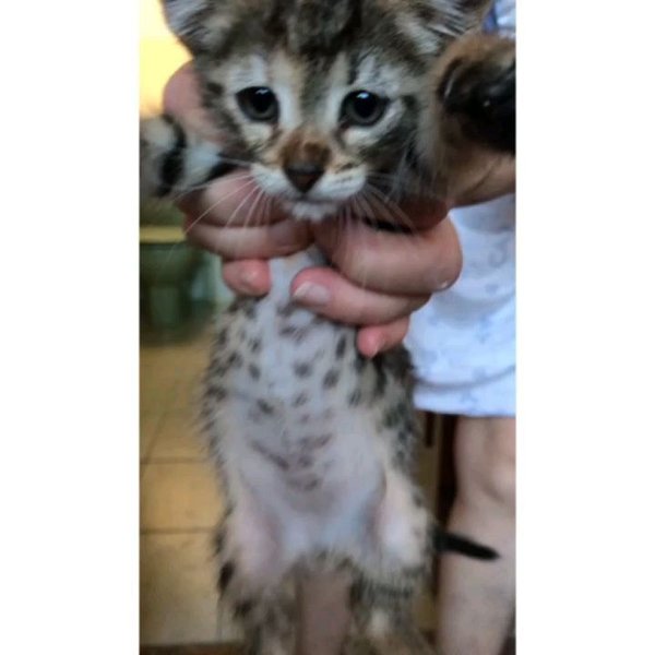 Thumbnail of p-csgsmz8sbns-af8d5fb7c7364383 0