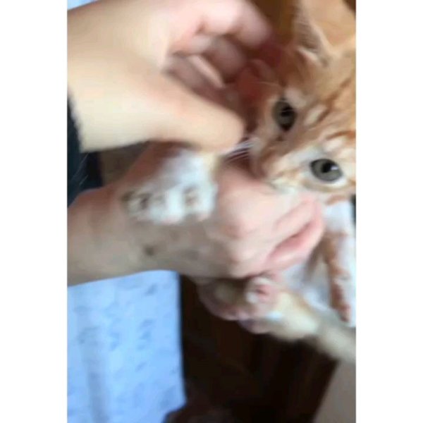 Thumbnail of p-csgsmz8sbns-af8d5fb7c7364383 2