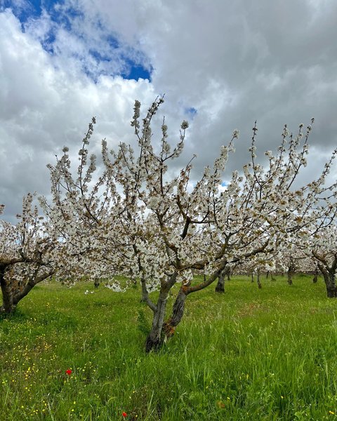 Thumbnail of p-crsmwtzgwda-b2de9c423aa7430d 3