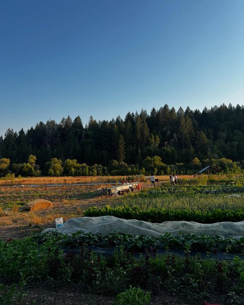 Thumbnail of p-dmdrqlyv6yn-b2f2bac841684d05 5