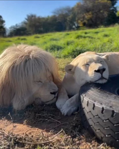 Thumbnail of c2qc9h-insv-b30d0d46ecbd4c55 1