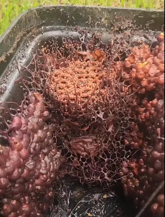 Thumbnail of www-x-com-middleearthmixr-status-1880277043998519606-b30d1f9bae05434e