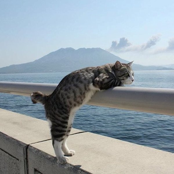 Thumbnail of p-bpnhpa0dx85-b3fb9f44c7d54820 0