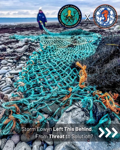 Thumbnail of dgk-4yvaphs-b4eed77f67834707 0