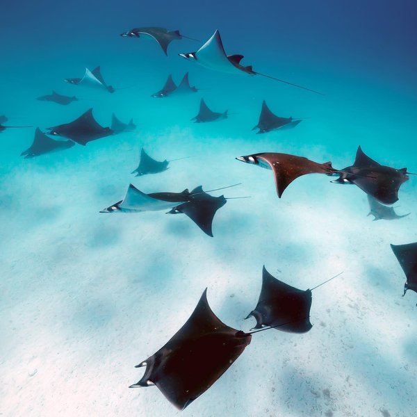 Thumbnail of p-cmr43jxvmtq-b80b58e7113844bd 0