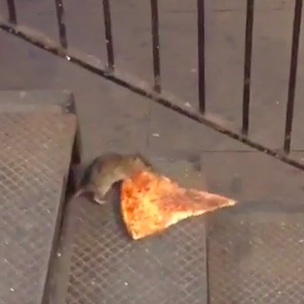 Thumbnail of b-yyzwhh4db-b9378cc6f3794078 1