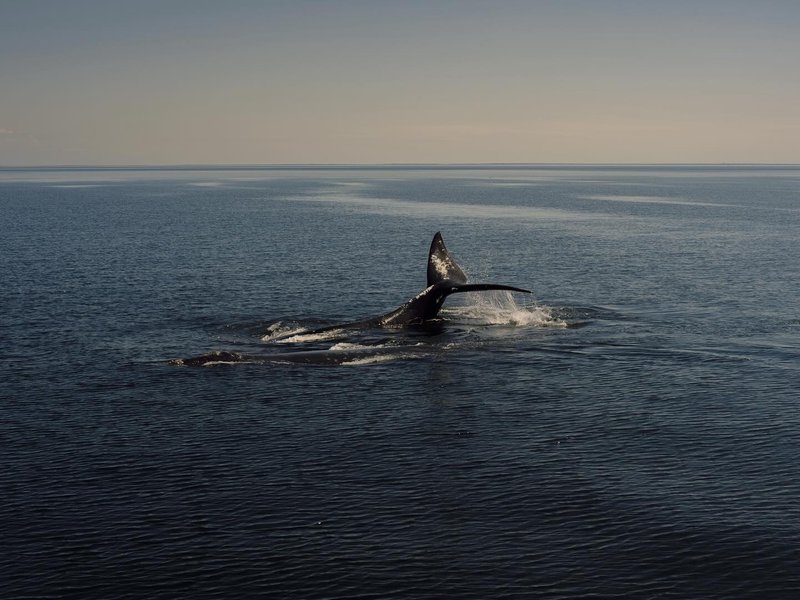 Thumbnail of p-dd40ks1rtxl-b99c04ccbbe0473d 0