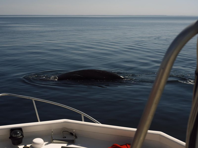 Thumbnail of p-dd40ks1rtxl-b99c04ccbbe0473d 2