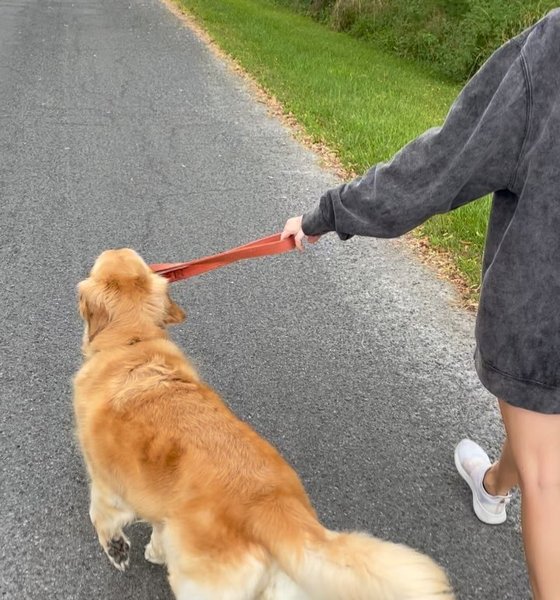 Thumbnail of p-daohk5ev0s-bacb4a5025574f22 6