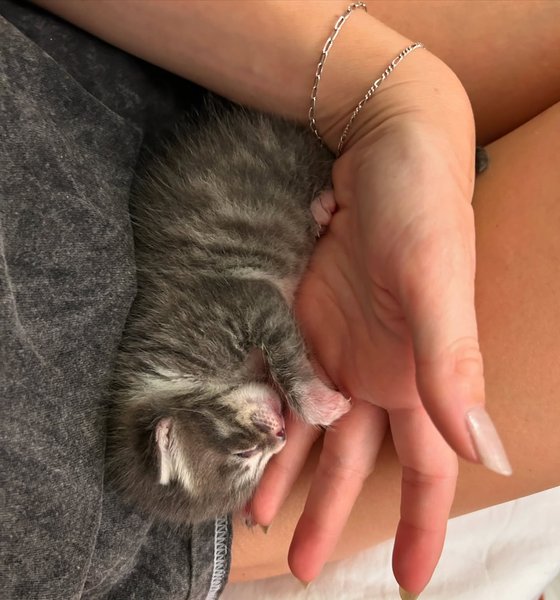 Thumbnail of p-daohk5ev0s-bacb4a5025574f22 9