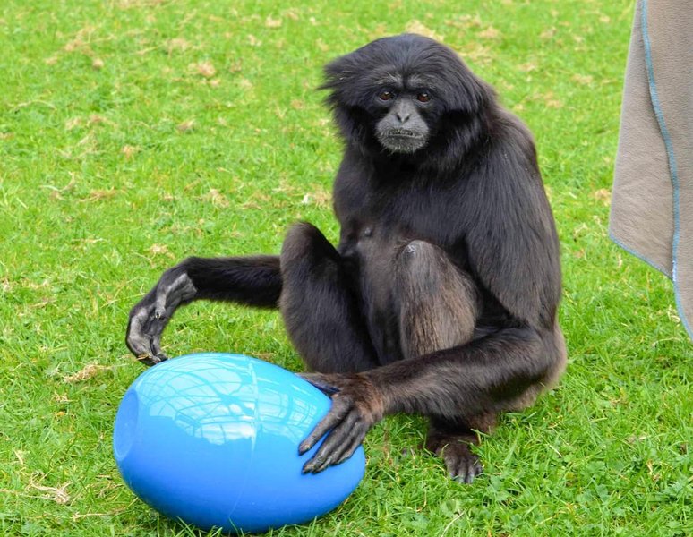 Thumbnail of p-cca1idbt1om-bb1bde28eae346ee 1