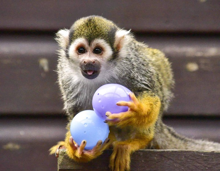 Thumbnail of p-cca1idbt1om-bb1bde28eae346ee 2