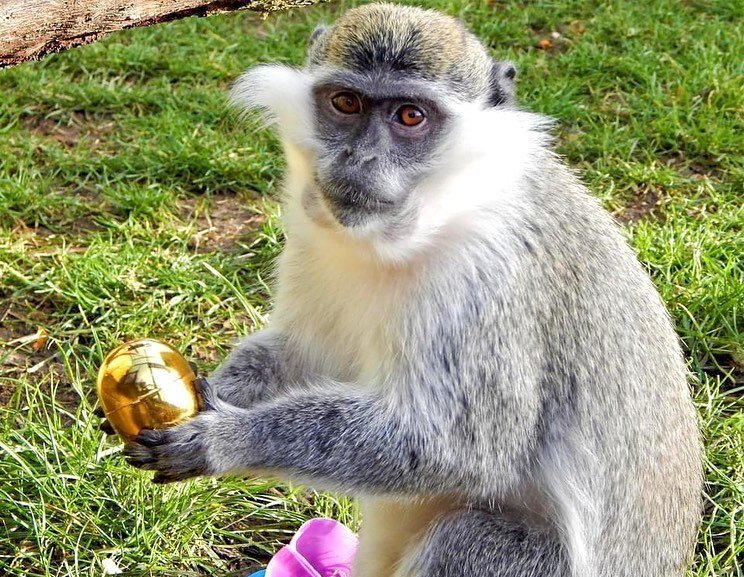 Thumbnail of p-cca1idbt1om-bb1bde28eae346ee 3