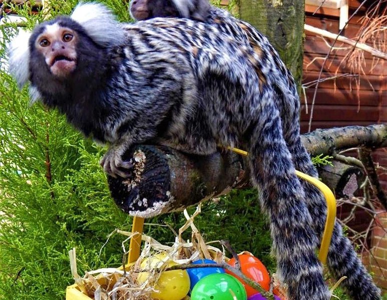 Thumbnail of p-cca1idbt1om-bb1bde28eae346ee 4