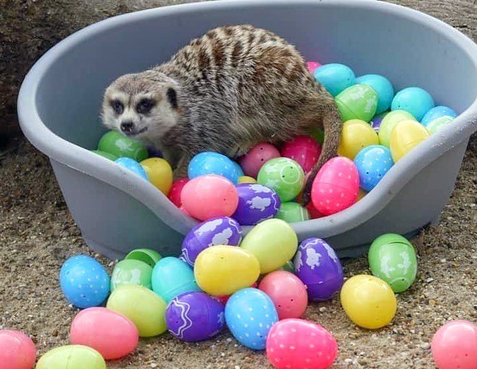 Thumbnail of p-cca1idbt1om-bb1bde28eae346ee 5