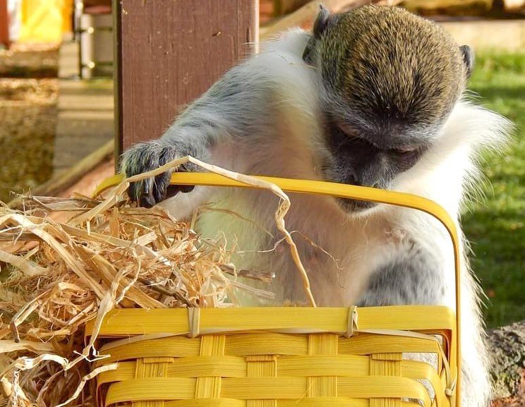 Thumbnail of p-cca1idbt1om-bb1bde28eae346ee 6