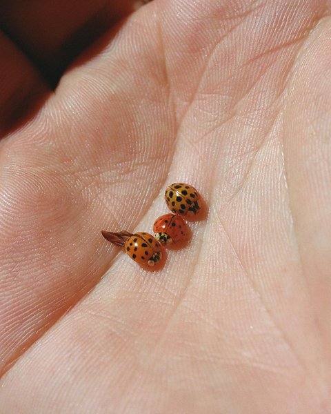 Thumbnail of cmc-7vogee-bbeafc4d87ae4c6f 0