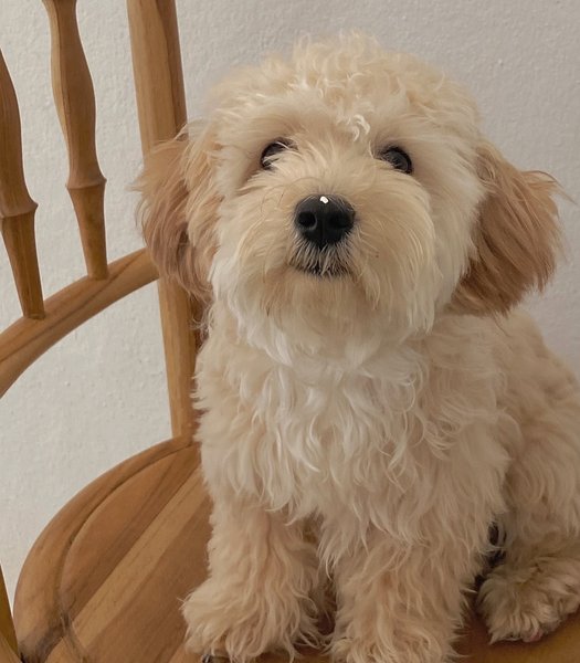 Thumbnail of p-dhkqxuoxgxr-bcb0da53ad294ab1 1