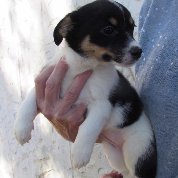 Thumbnail of bipp9don-r4-bd15dc05ae254e7a 4