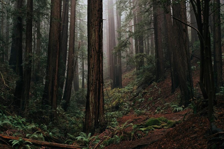 Thumbnail of p-bzd92tnhrtq-bd5d57cdd97445f3 0