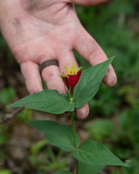 Thumbnail of p-dlahynfrivy-bf052a23aec94366 2
