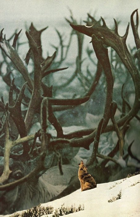 Thumbnail of www-x-com-oaknarrow-status-1996368936359931934-bf9c3572132e4a28