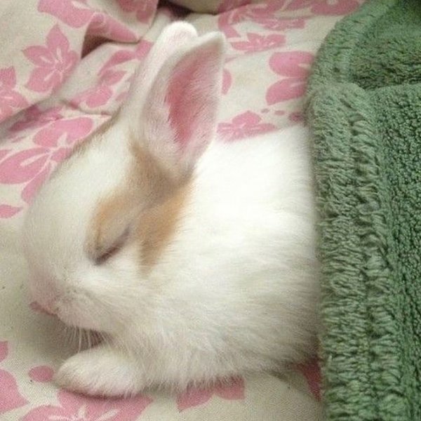 Thumbnail of p-cilr2p4gjg-bffc93b884ce41c8 1