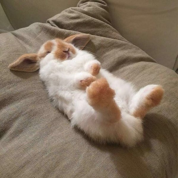 Thumbnail of p-cilr2p4gjg-bffc93b884ce41c8 2