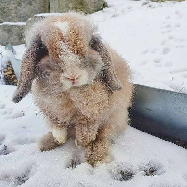 Thumbnail of p-cilr2p4gjg-bffc93b884ce41c8 3