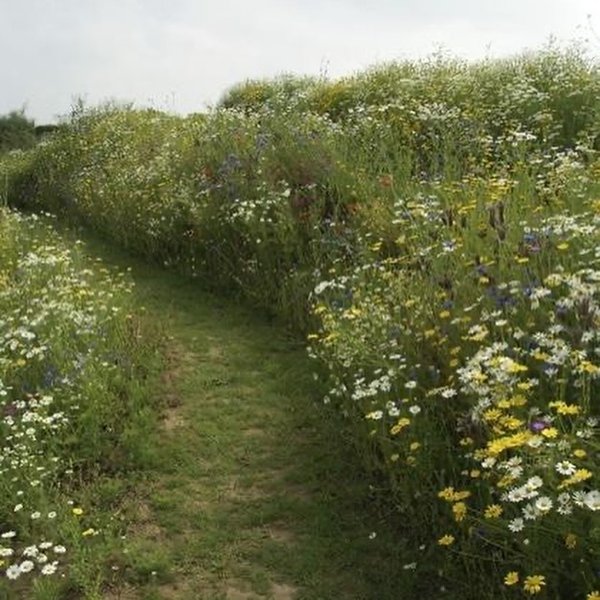 Thumbnail of p-c6v5mp5nico-c20e783e5184449b 0