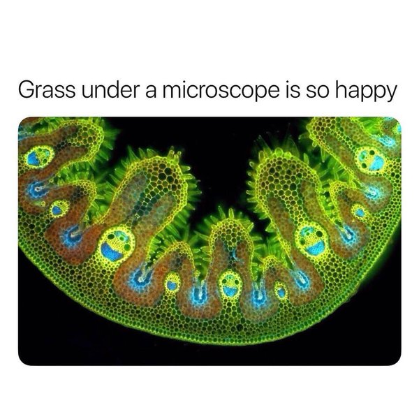 Thumbnail of p-bldritpnjxb-c36283c680204652 0