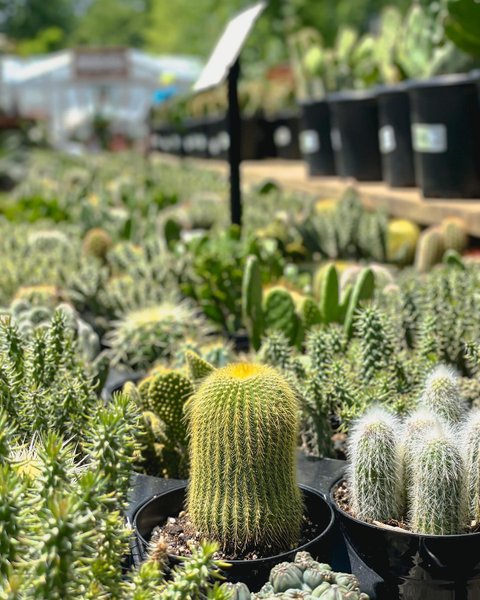 Thumbnail of cp3-3ivjcyh-c3bfcc7f7fa24f2d 4