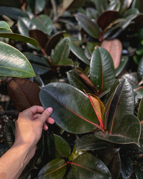 Thumbnail of cp3-3ivjcyh-c3bfcc7f7fa24f2d 5